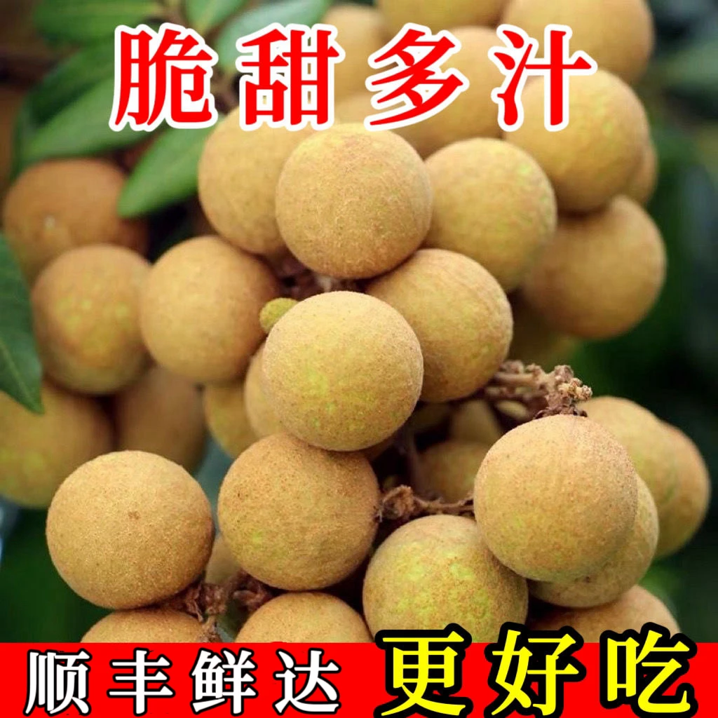 【顺丰极速】广西平南石硖龙眼新鲜现摘桂圆储良龙眼纯甜当季农家果