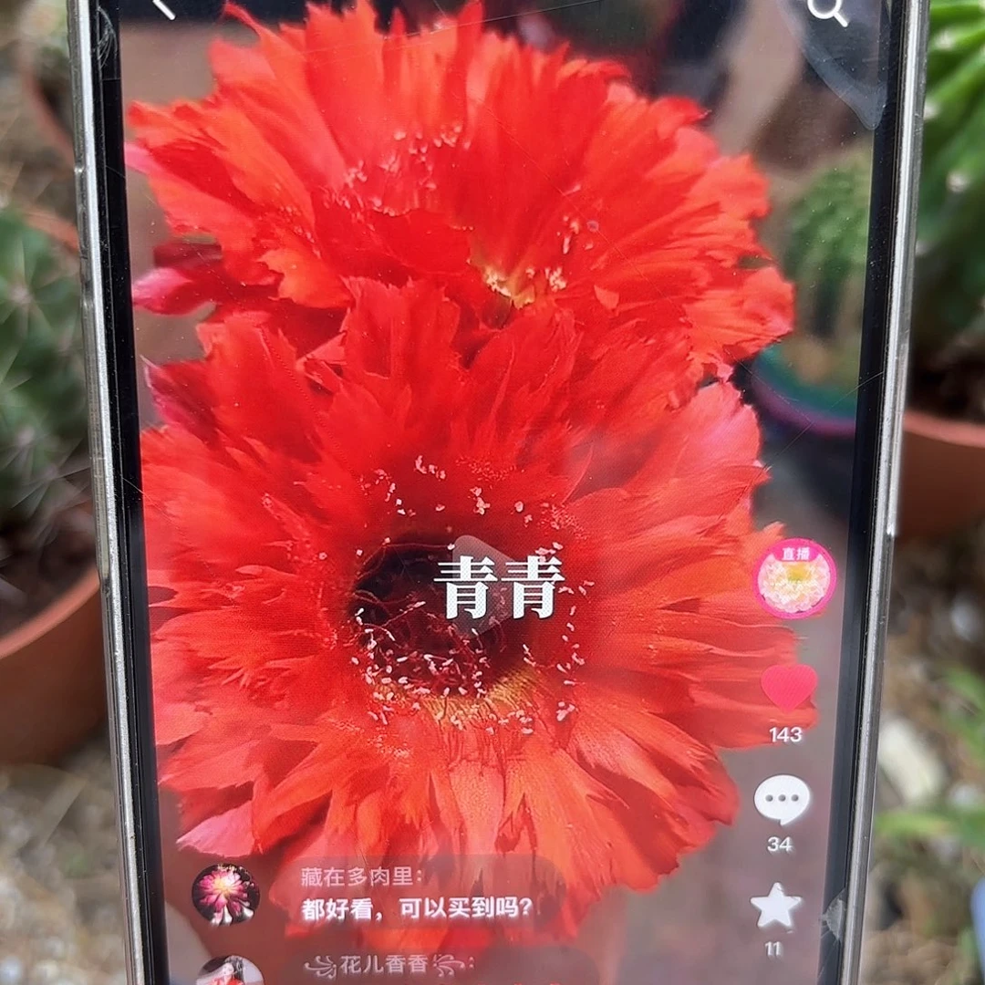 彩草18号5.5公分侧牙
