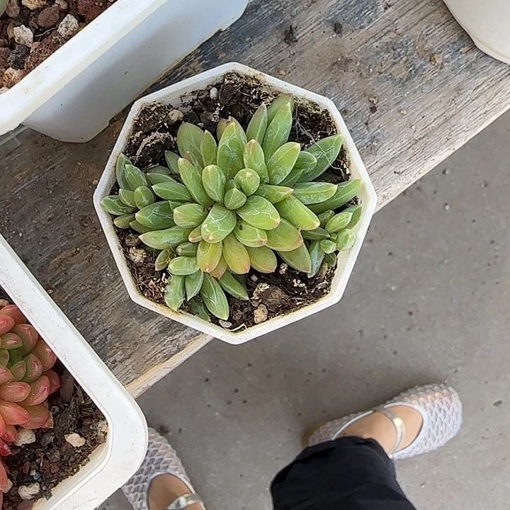 青蛙王子儿童牙膏111