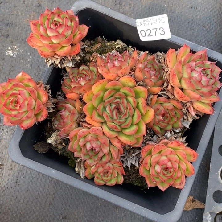 273杂交老桩基地～18厘米