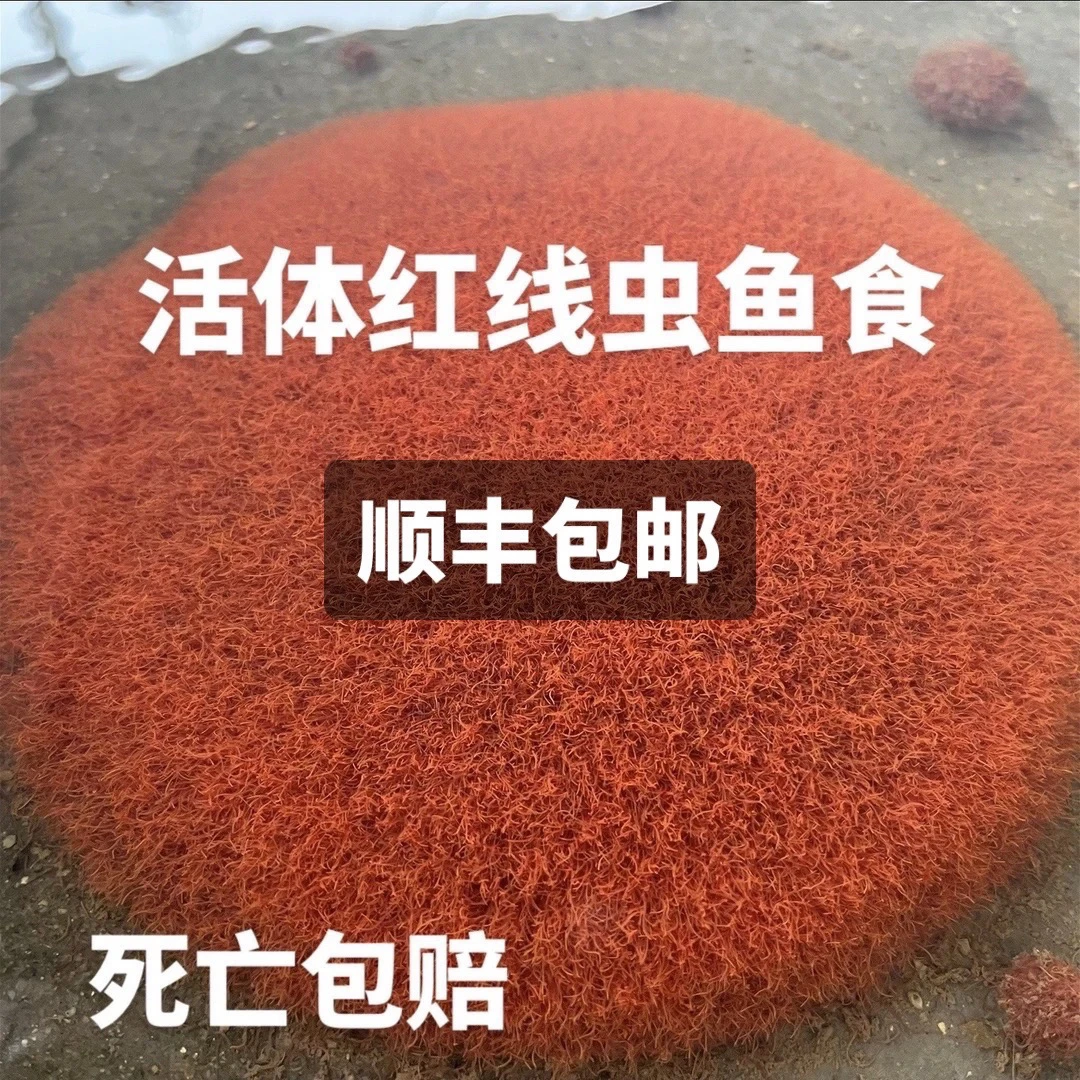 细红线虫活鱼食活体线虫水蚯蚓红丝虫大小观赏鱼高蛋白发色饲料