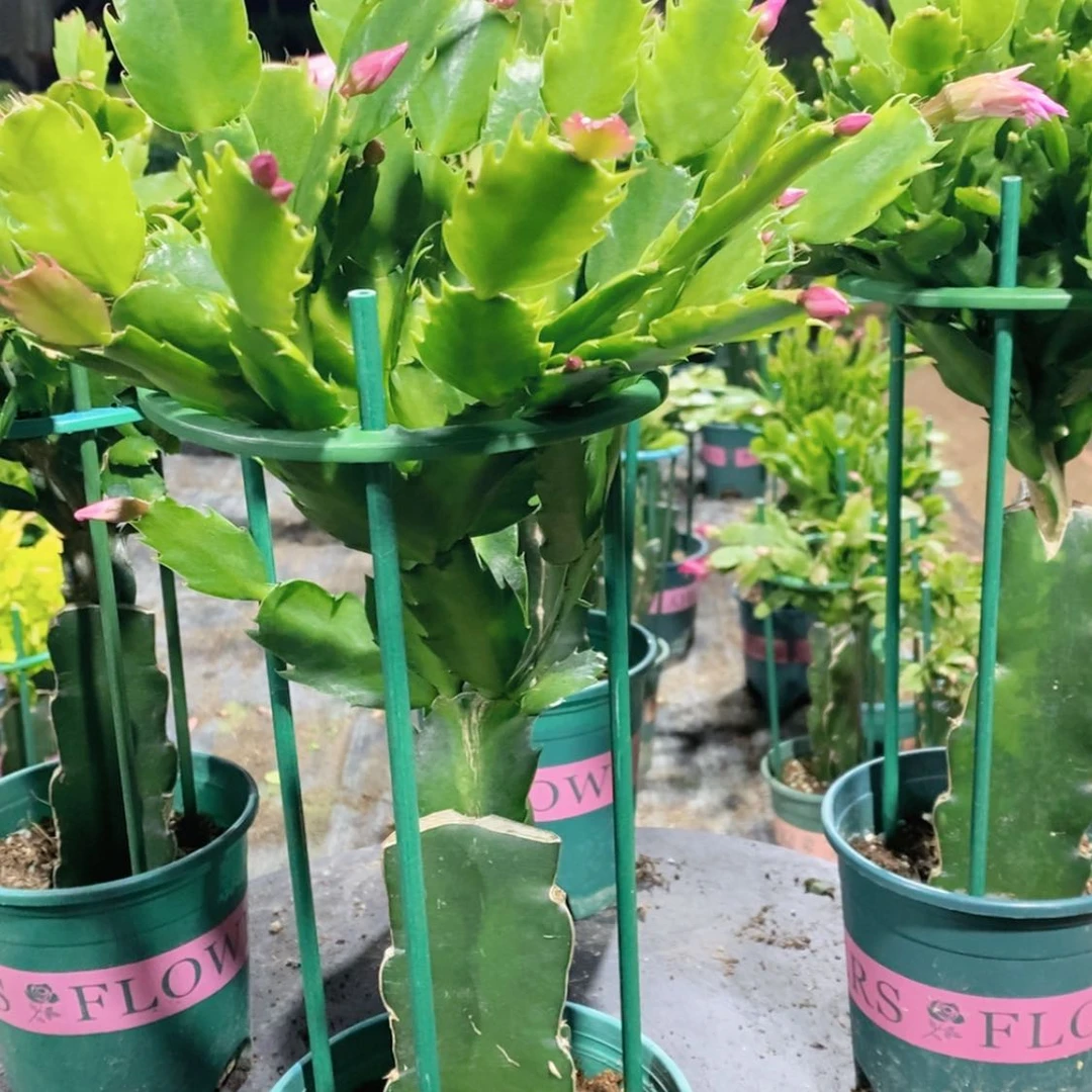 【闪购商品】完全开放895嫁接083