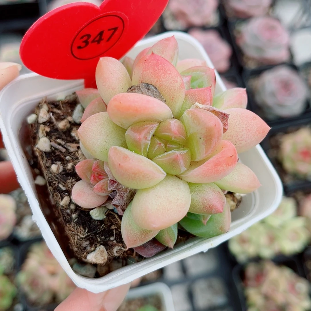 347号小老桩珍妮群
