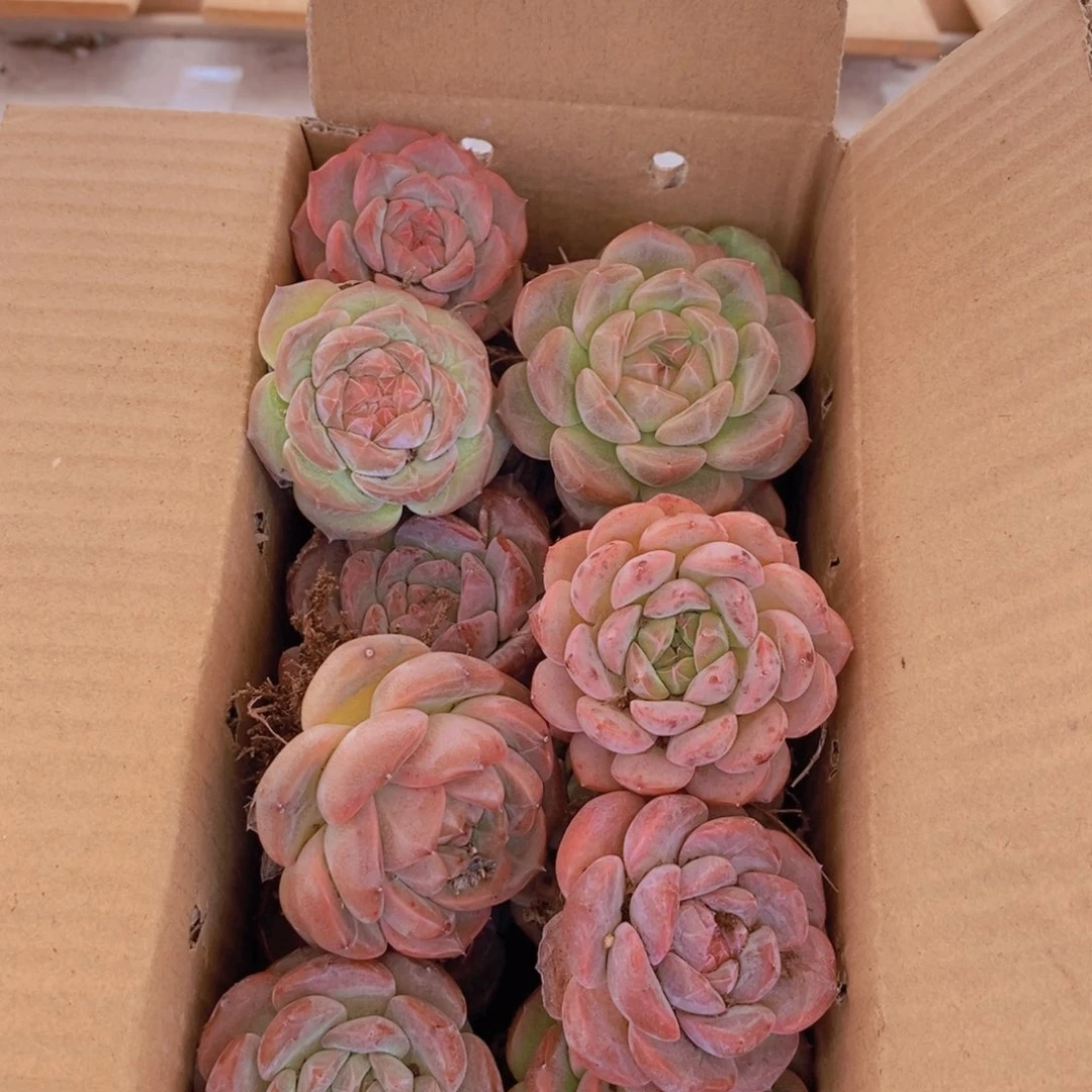 保底20颗。  01。 成品