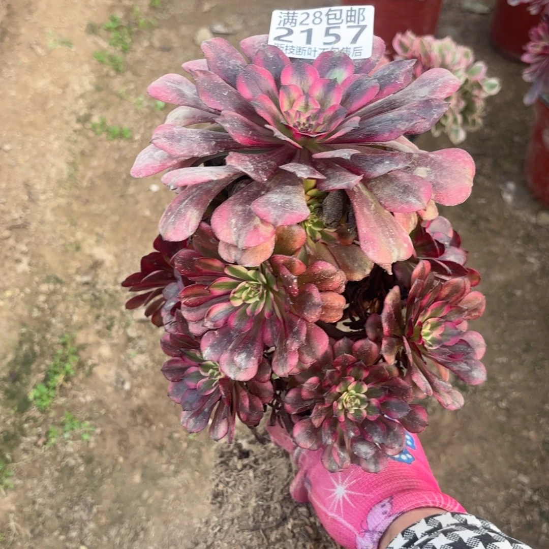 N. 2157美肌多肉，caded