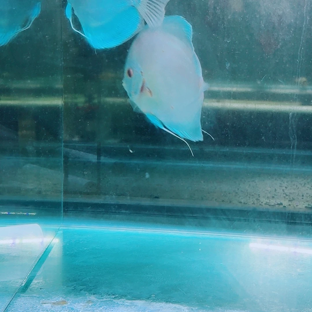 七彩神仙鱼七彩神仙鱼