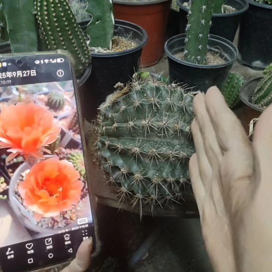 仙人球彩草秋色带根大球