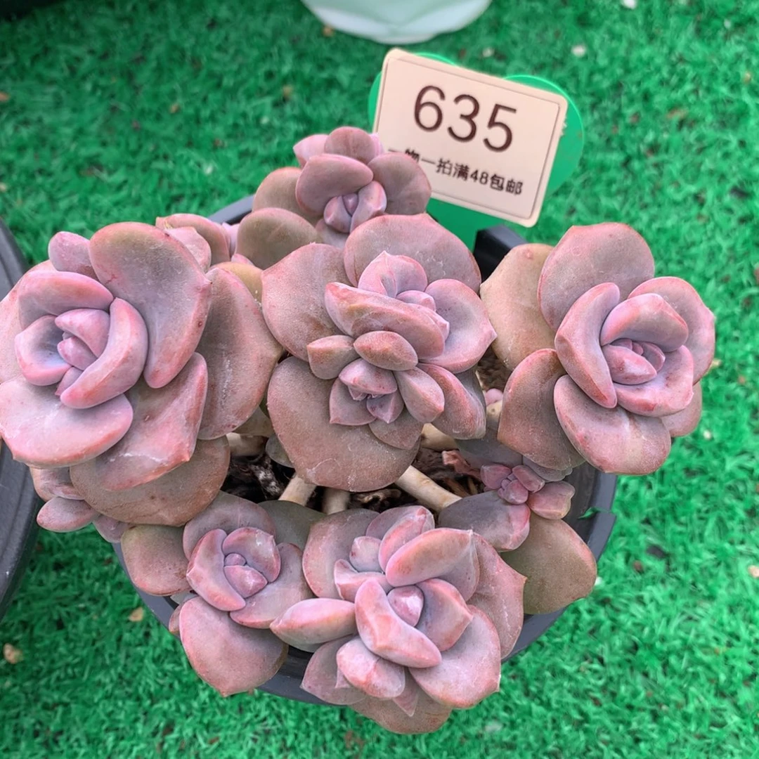 彩虹糖老桩无砍平头635