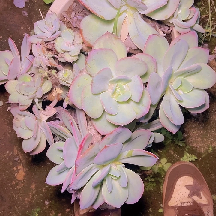 就***了好好哦好好噢啊你的舞台一定