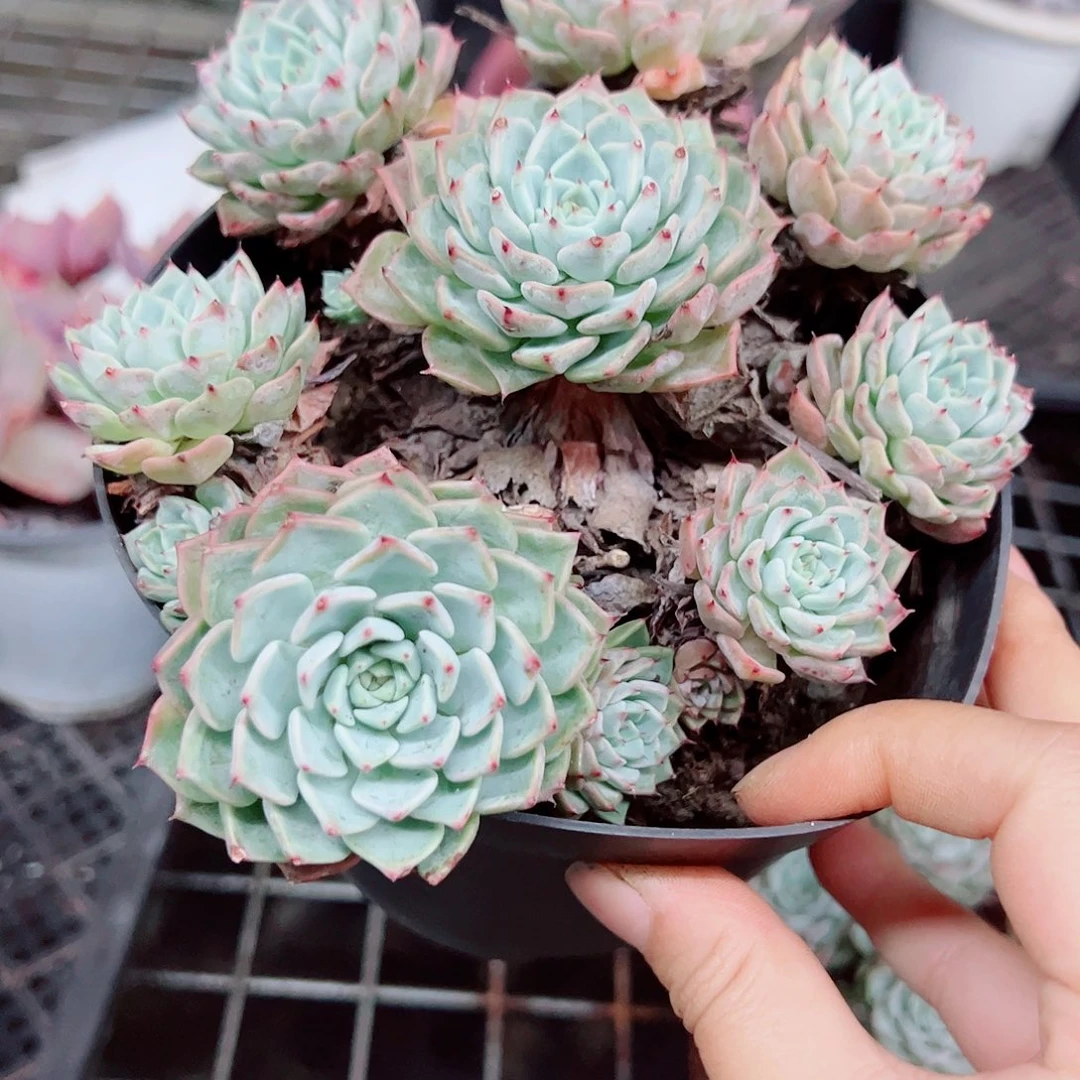 朱砂痣整装整群老桩