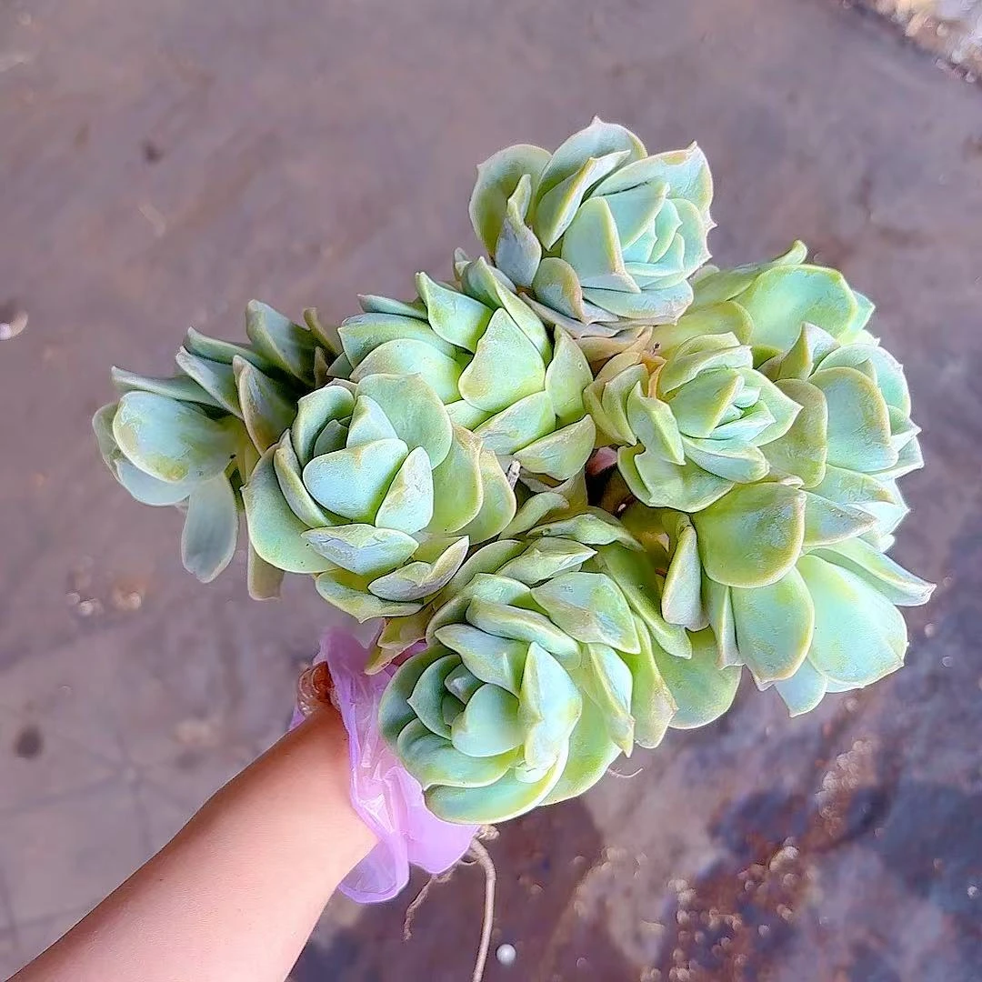 可爱玫瑰10颗（满2单包邮）精控精养 清欢园艺多肉植物室内绿植盆栽