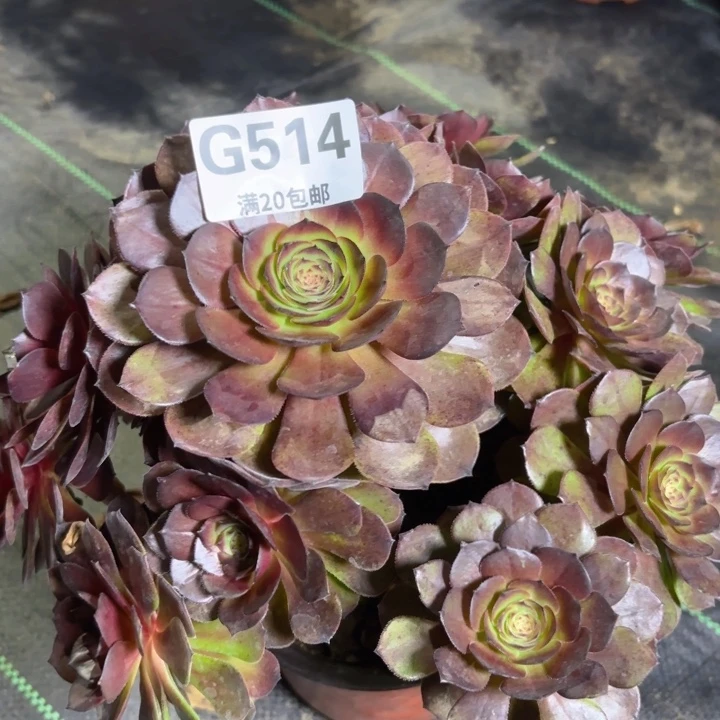 瑞妈多肉1.28.514