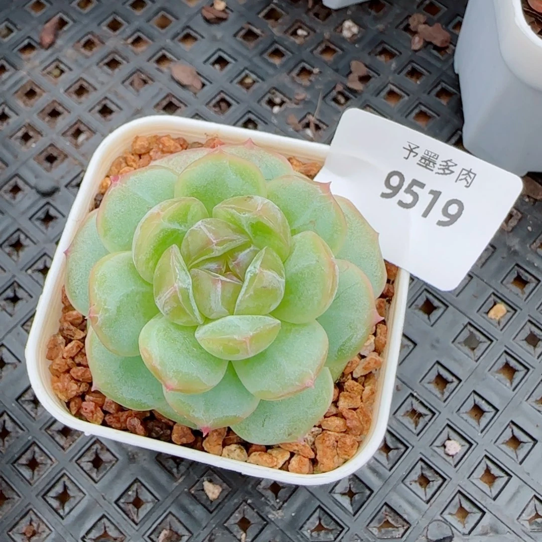 遥遥系列，9519多肉植物