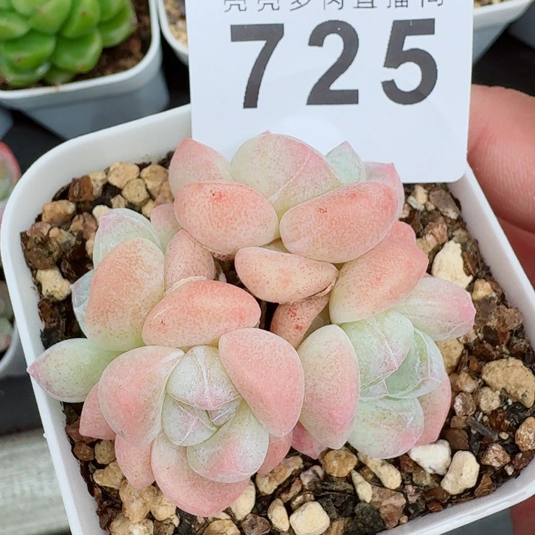 粉糖心冰玉            精美多肉植物