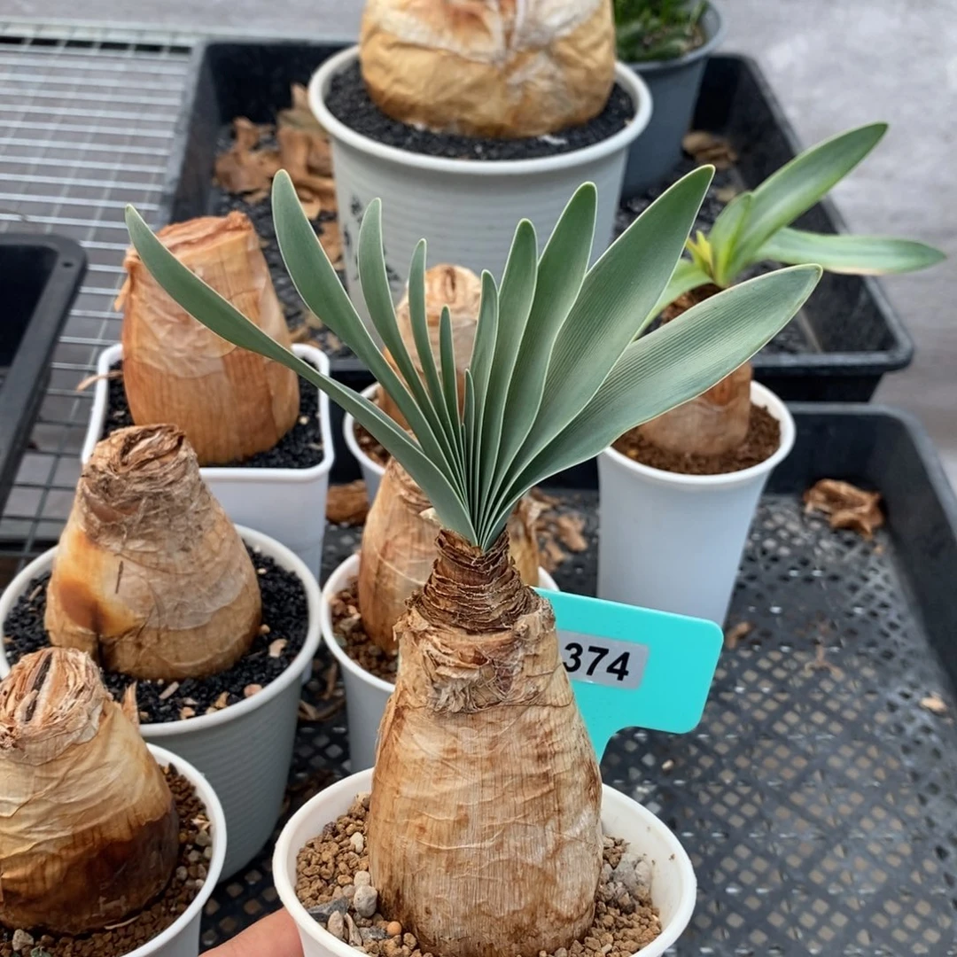 巨凤之卵多肉植物