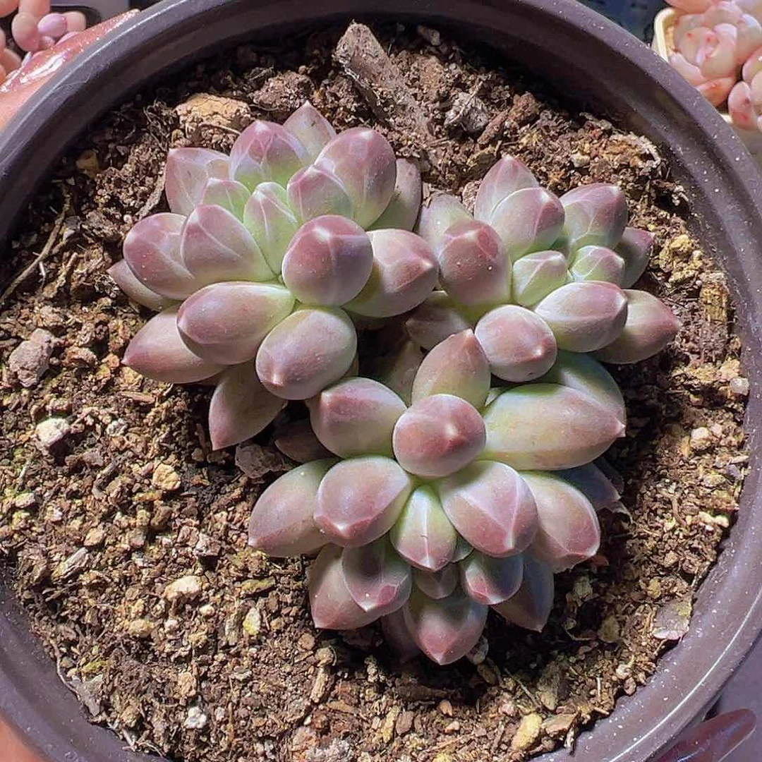 心**飞鲁蒂斯，多肉植物