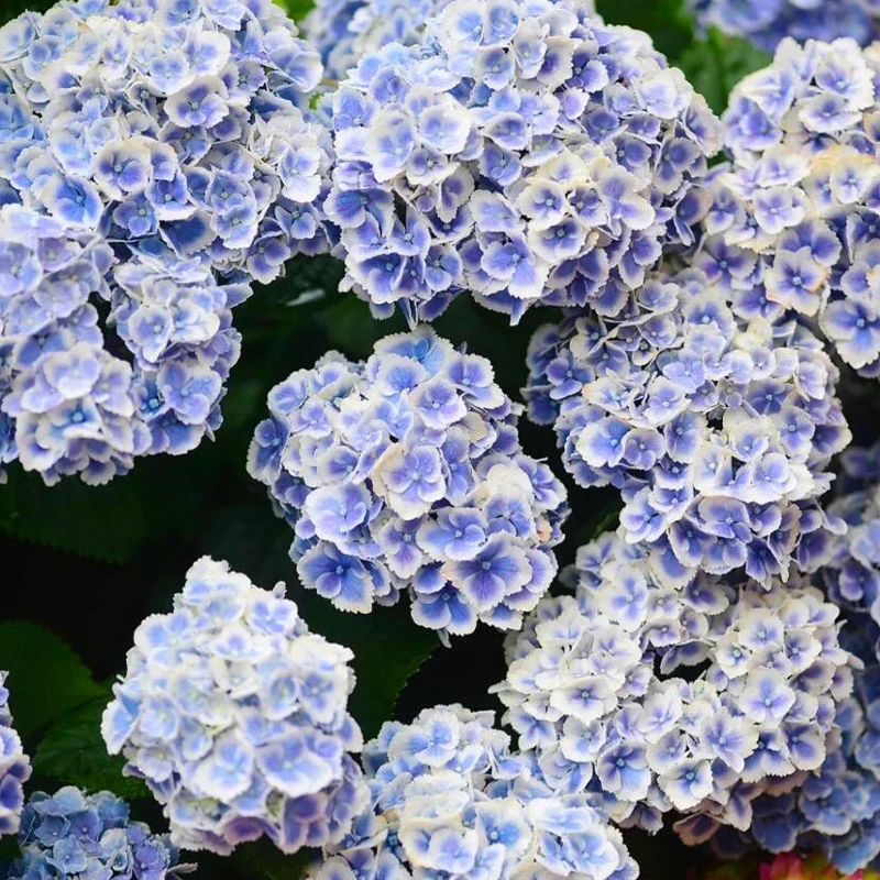 蒙娜丽莎绣球 阳台庭院耐寒耐热老桩可地栽多年生好养绣球花盆栽