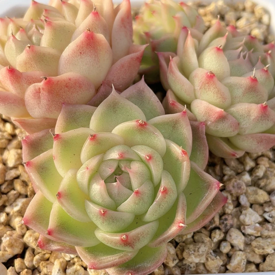 【闪购商品】10麦秆群