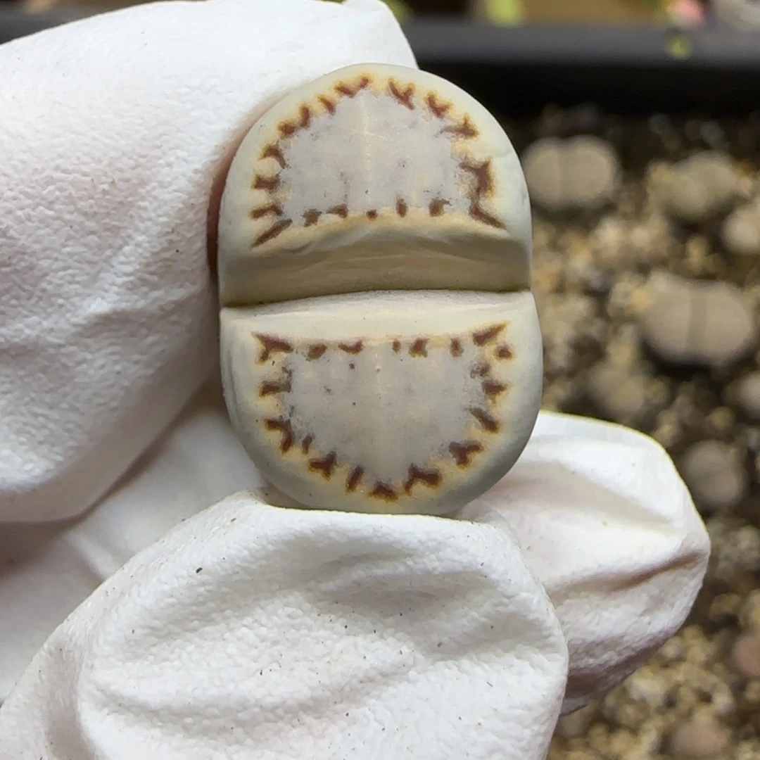 1.4.1621.6糖霜饼干.9024.微腿福利