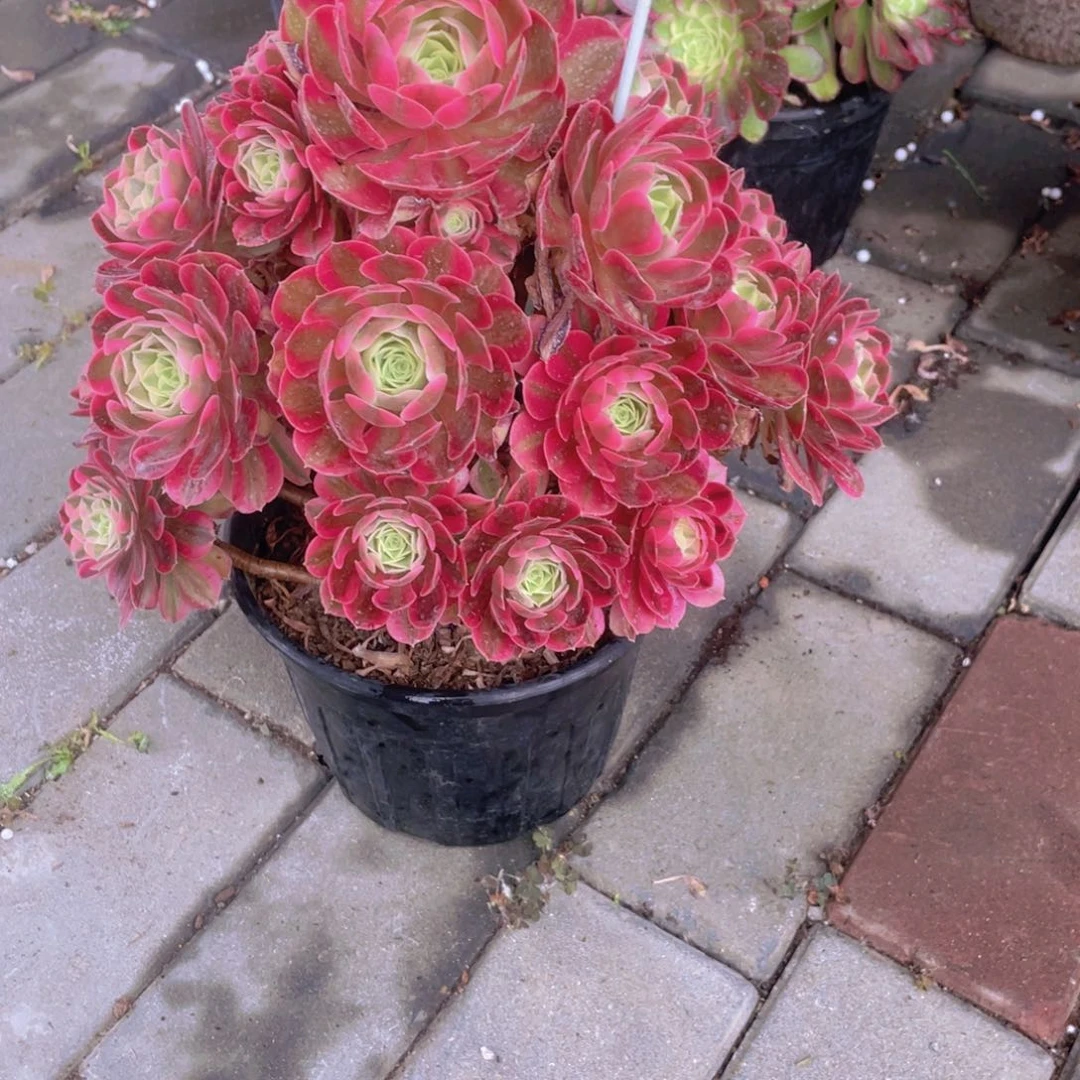 粉女巫老桩手捧有断9020