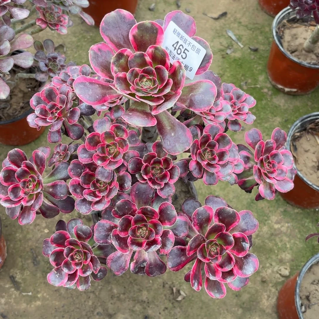 465丽娜多肉植物法师