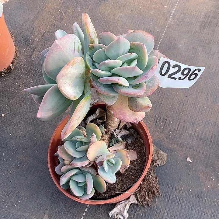 艳0296。。。。。。。。。。。。。。。。