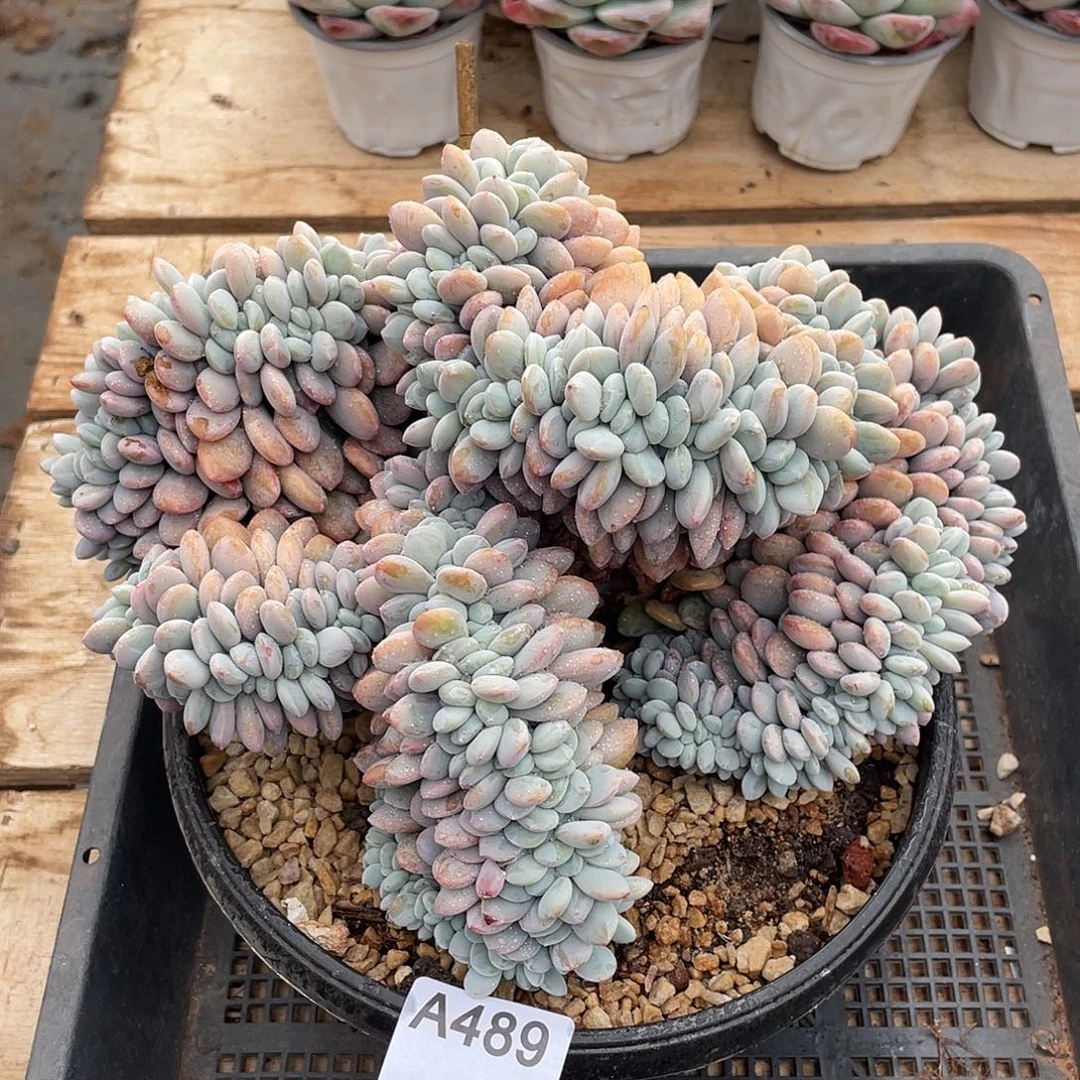 489多肉植物多肉植物