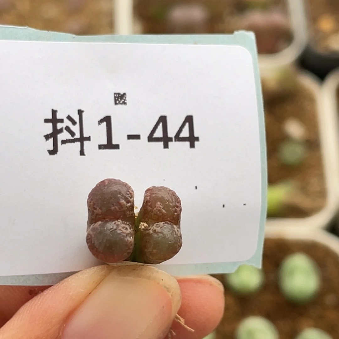 1-44勋章多肉植物