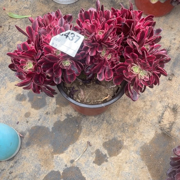 多肉黑金蛇毒美杜莎法师437