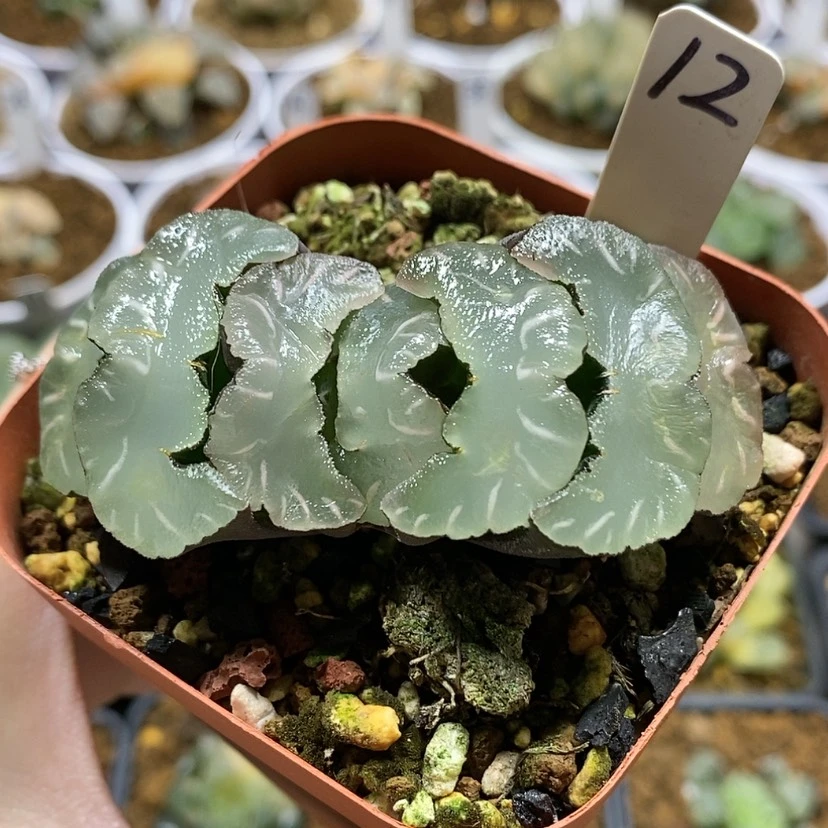 【闪购商品】12稻妻鬼岩城玉扇