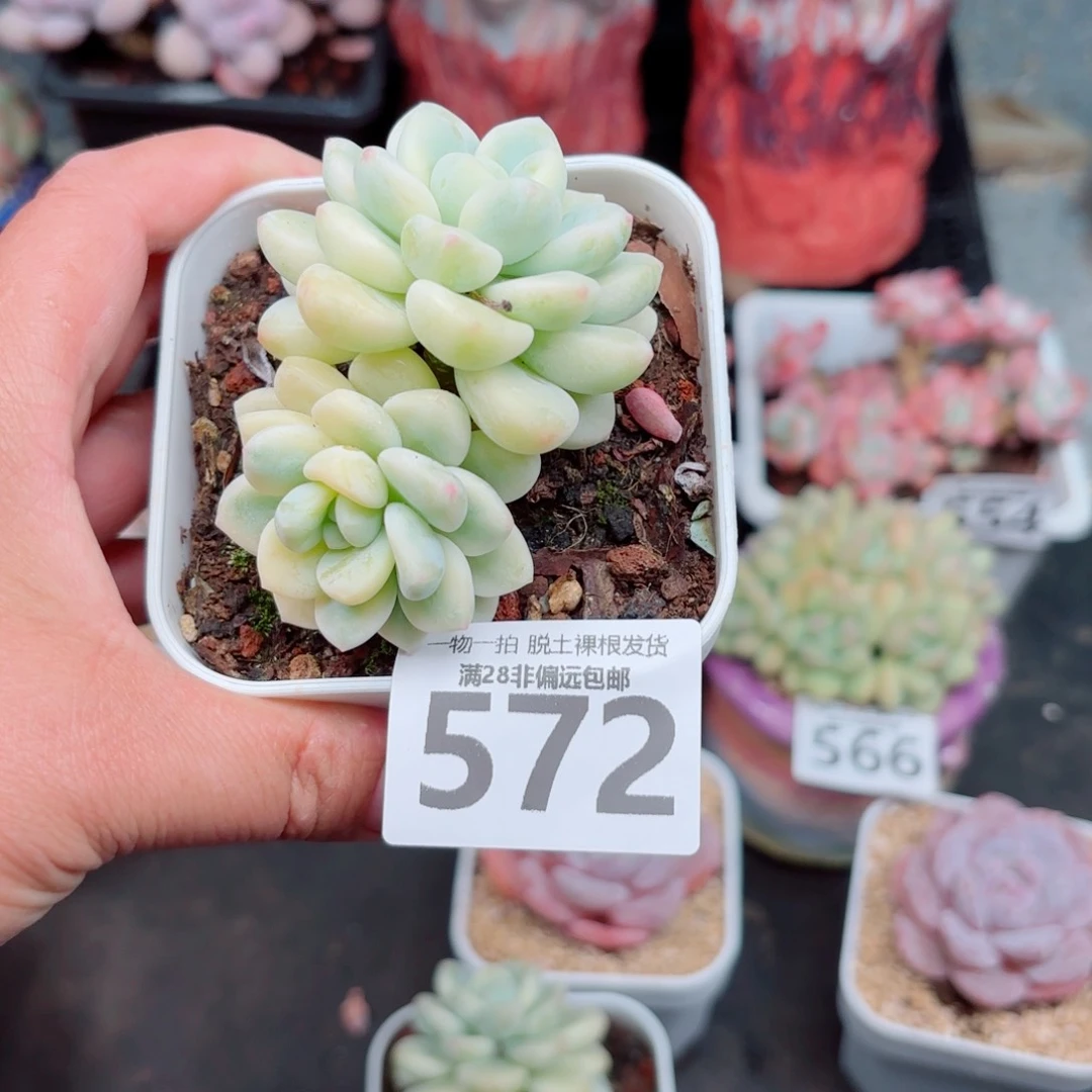 劳尔锦多肉多肉多肉