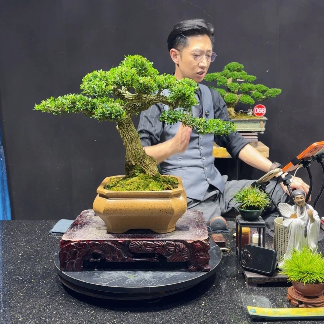 解***冻无花朵黄杨室内室外盆景艺术