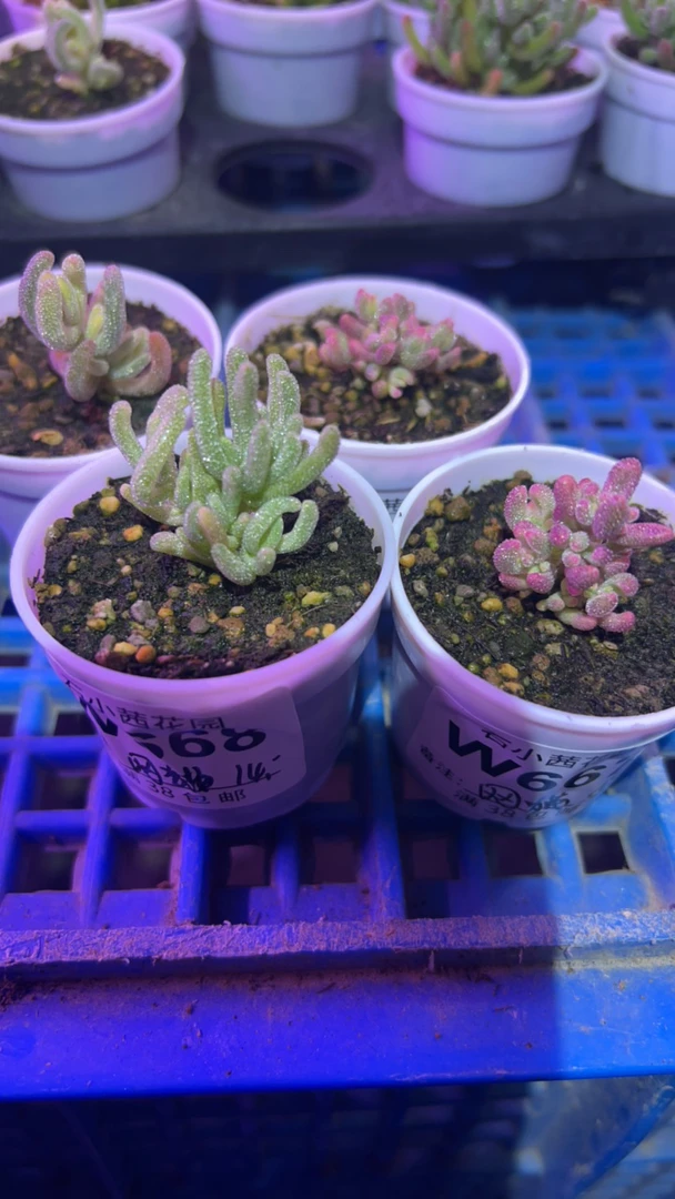 网猫-红宝石锦2不知名超白-多肉植物枝干番杏