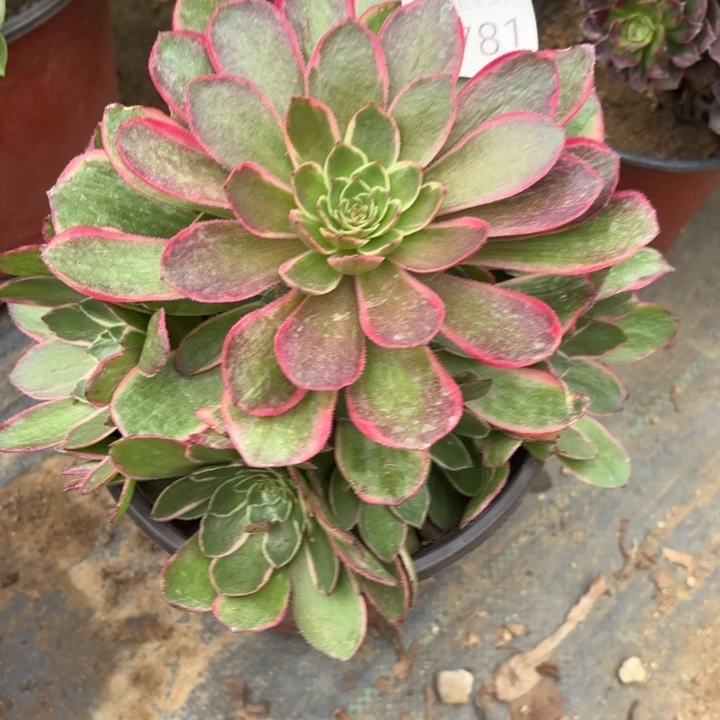 粉花妖多肉法师2781