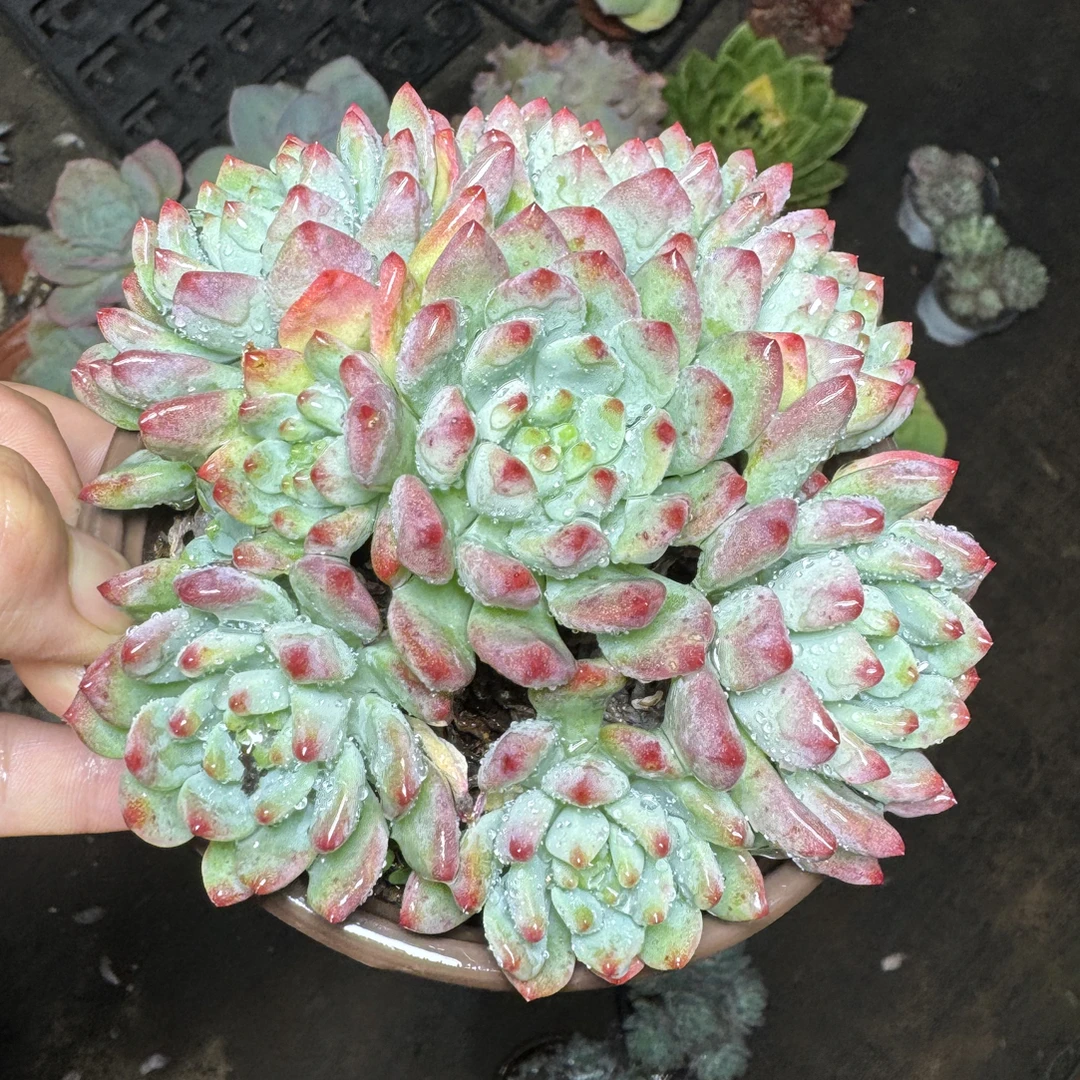 蓝苹果多肉 满15包邮不满到付