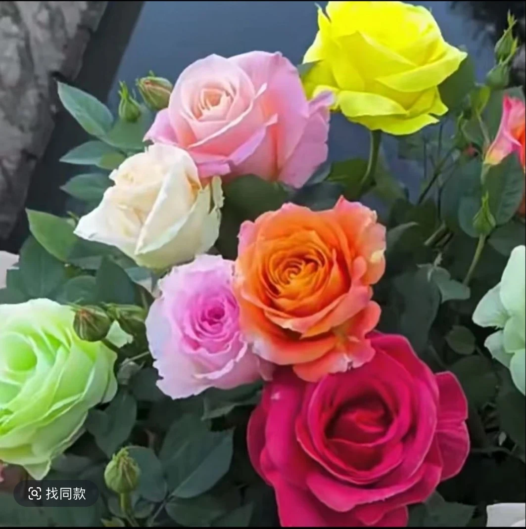 【买1颗送1颗】河南南阳棒棒糖树桩月季