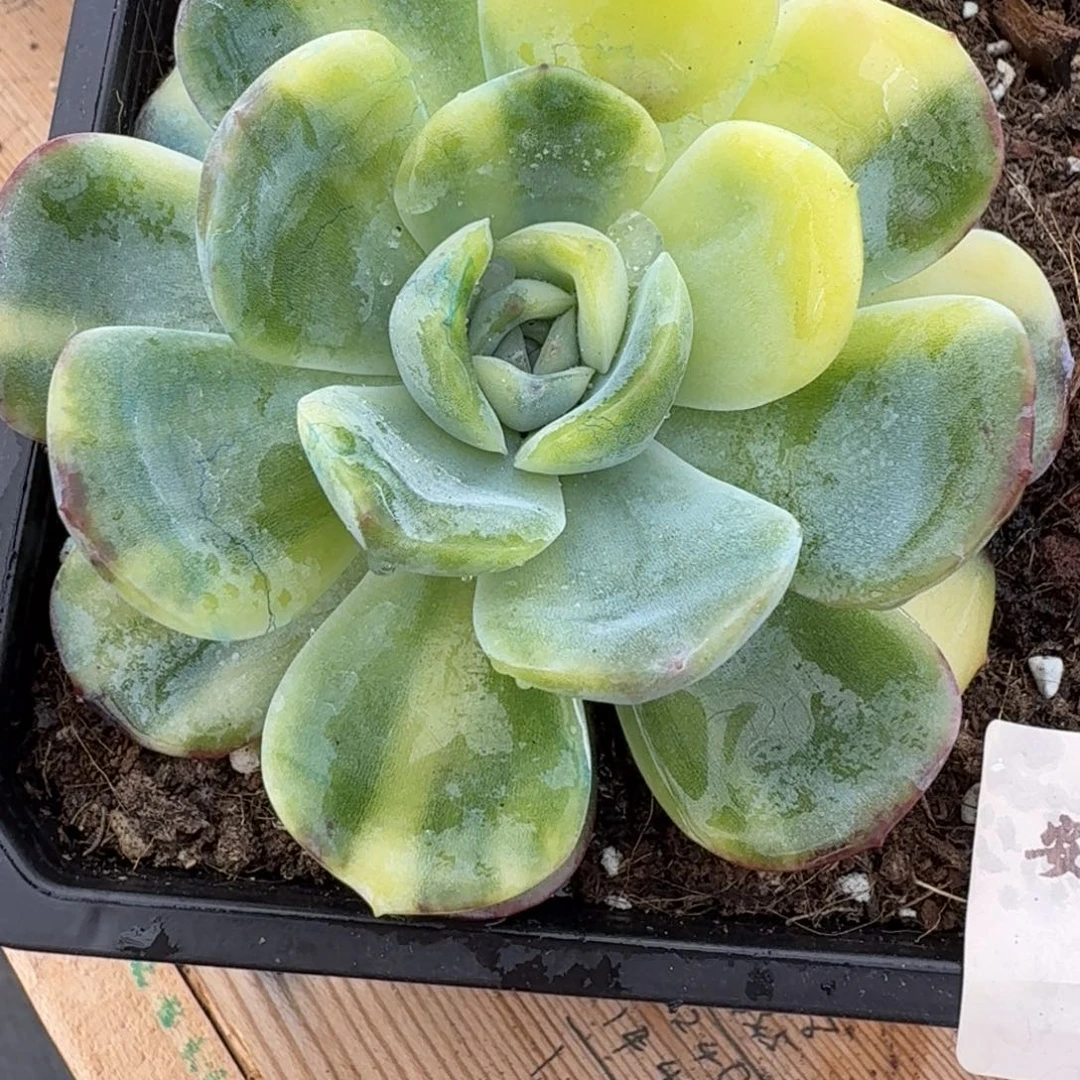 东云 安吉园艺锦锦