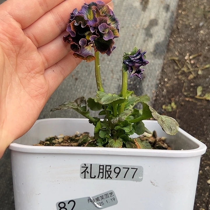 红陶抖音直播闪拍82