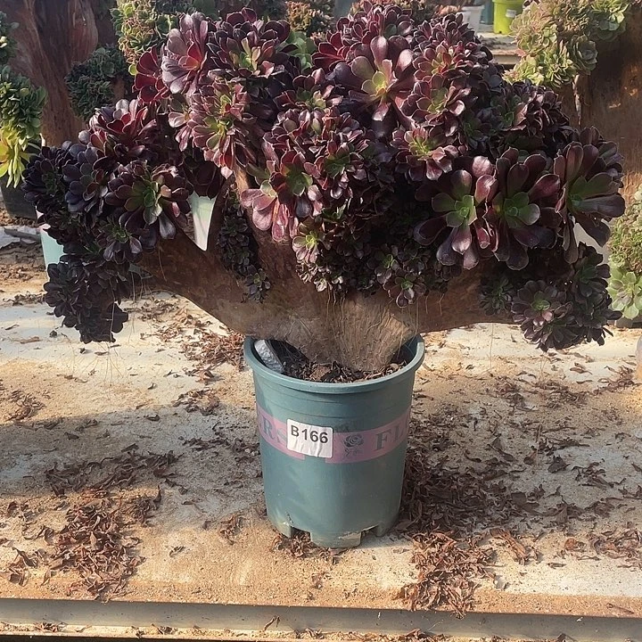 B166欧紫缀化脱土包邮88-1