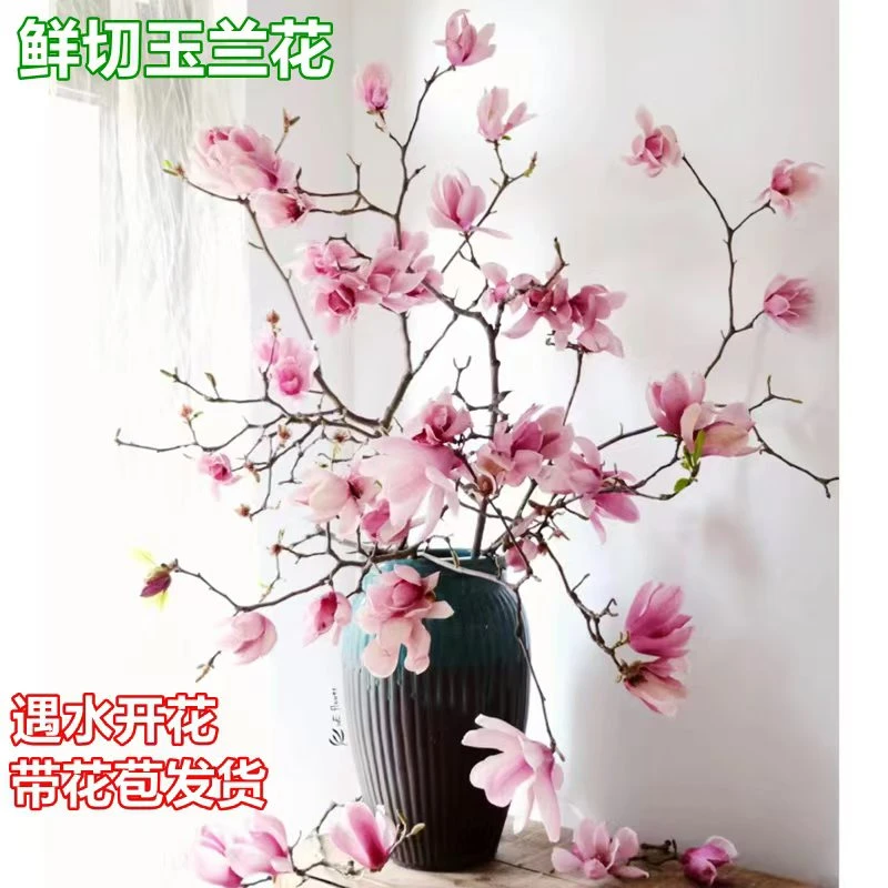 玉兰花水培水养绿植花卉遇水开花树苗盆栽带花苞干枝耐寒鲜切紫花
