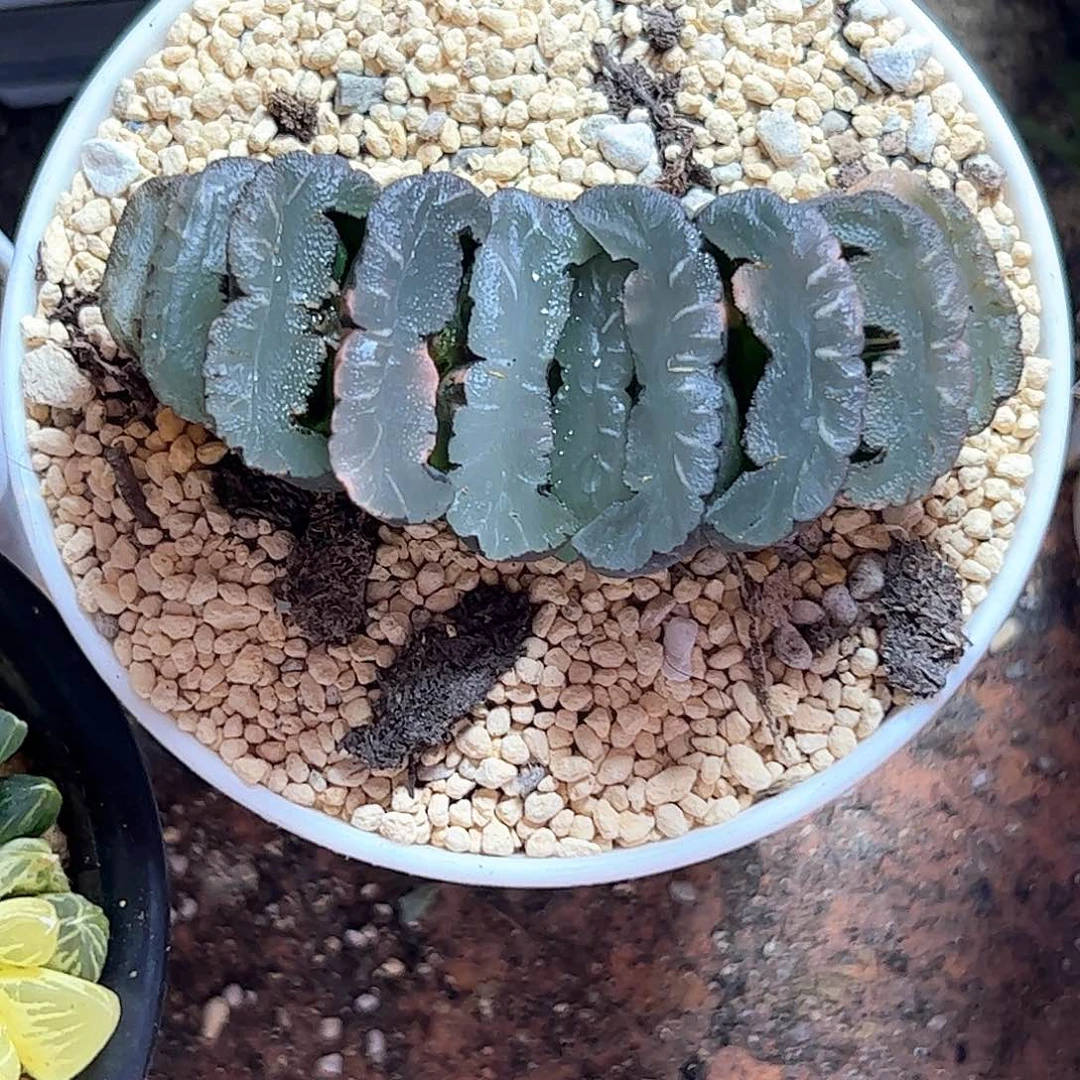 珂***肉鬼岩城锦十二卷多肉植物