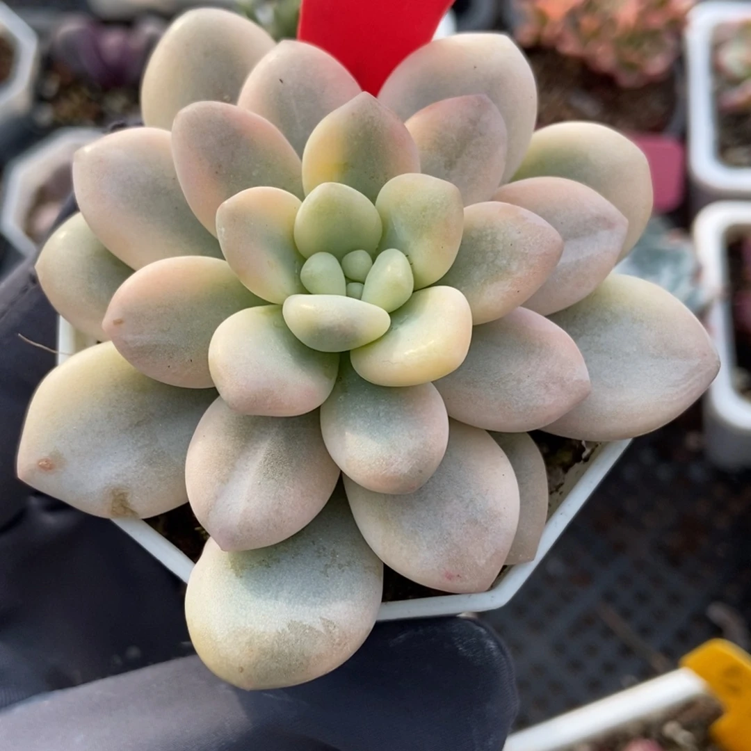 623洛神锦多肉植物