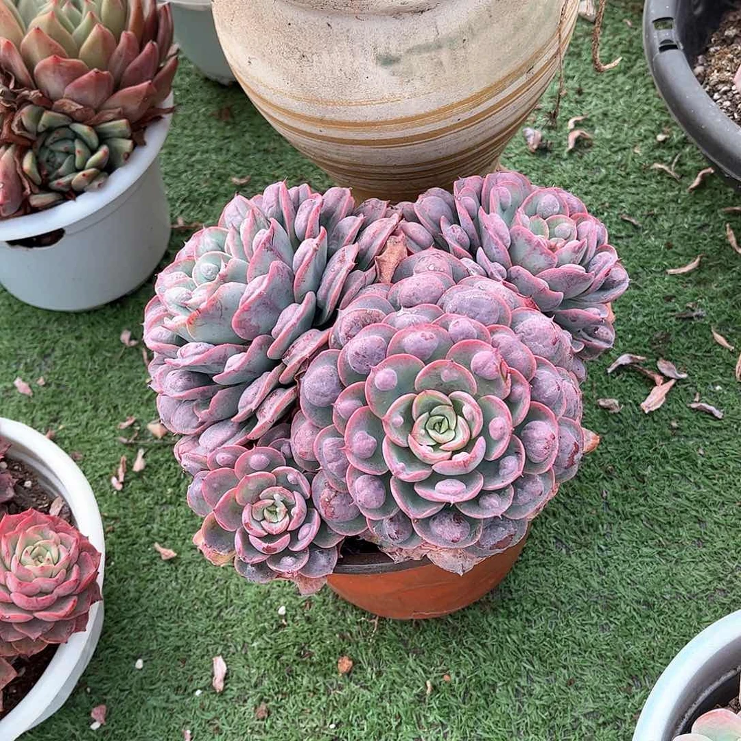 四*雨滴多肉植物精华20