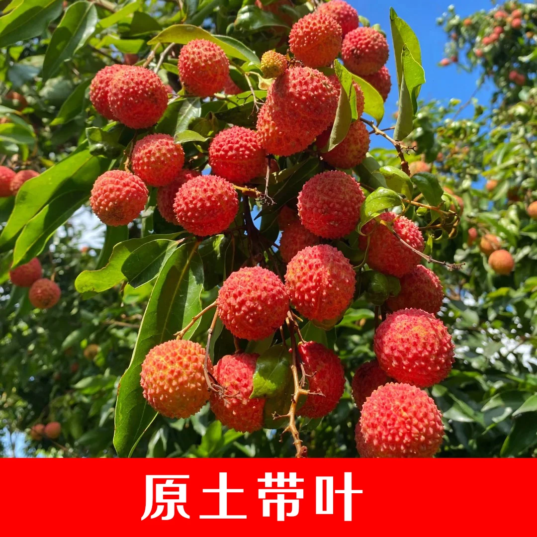 【原土带叶】桂味荔枝树苗冰荔正宗无籽妃子笑果树无核王北方盆栽
