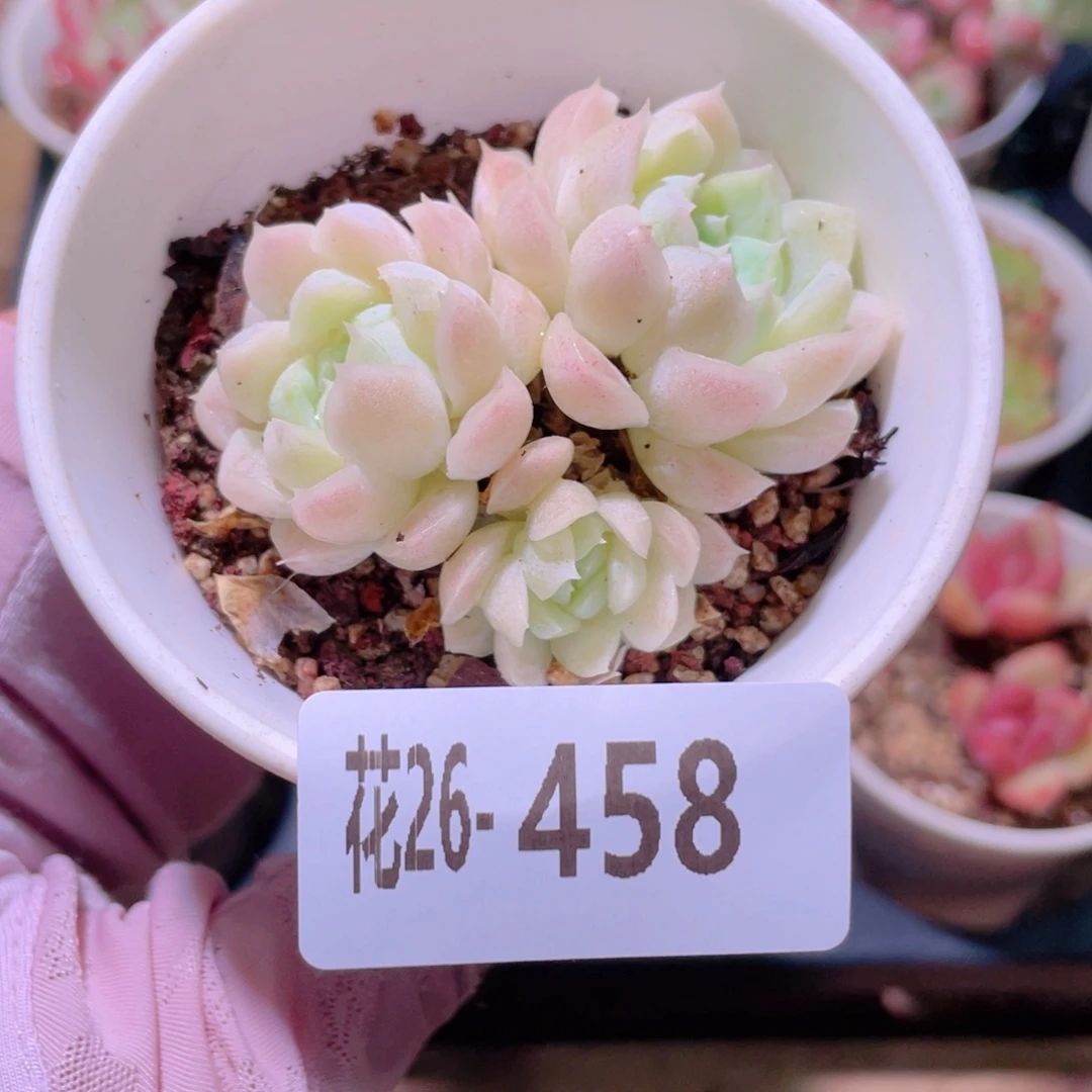 花利美26-458白月影