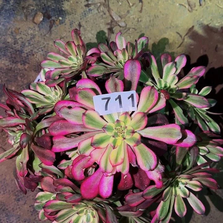 711红颜多肉植物处理不售后