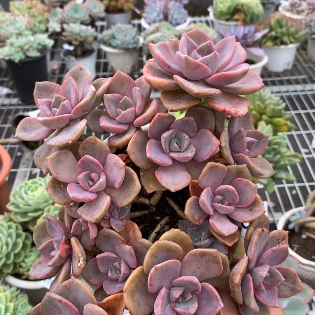9046彩虹糖一物一拍