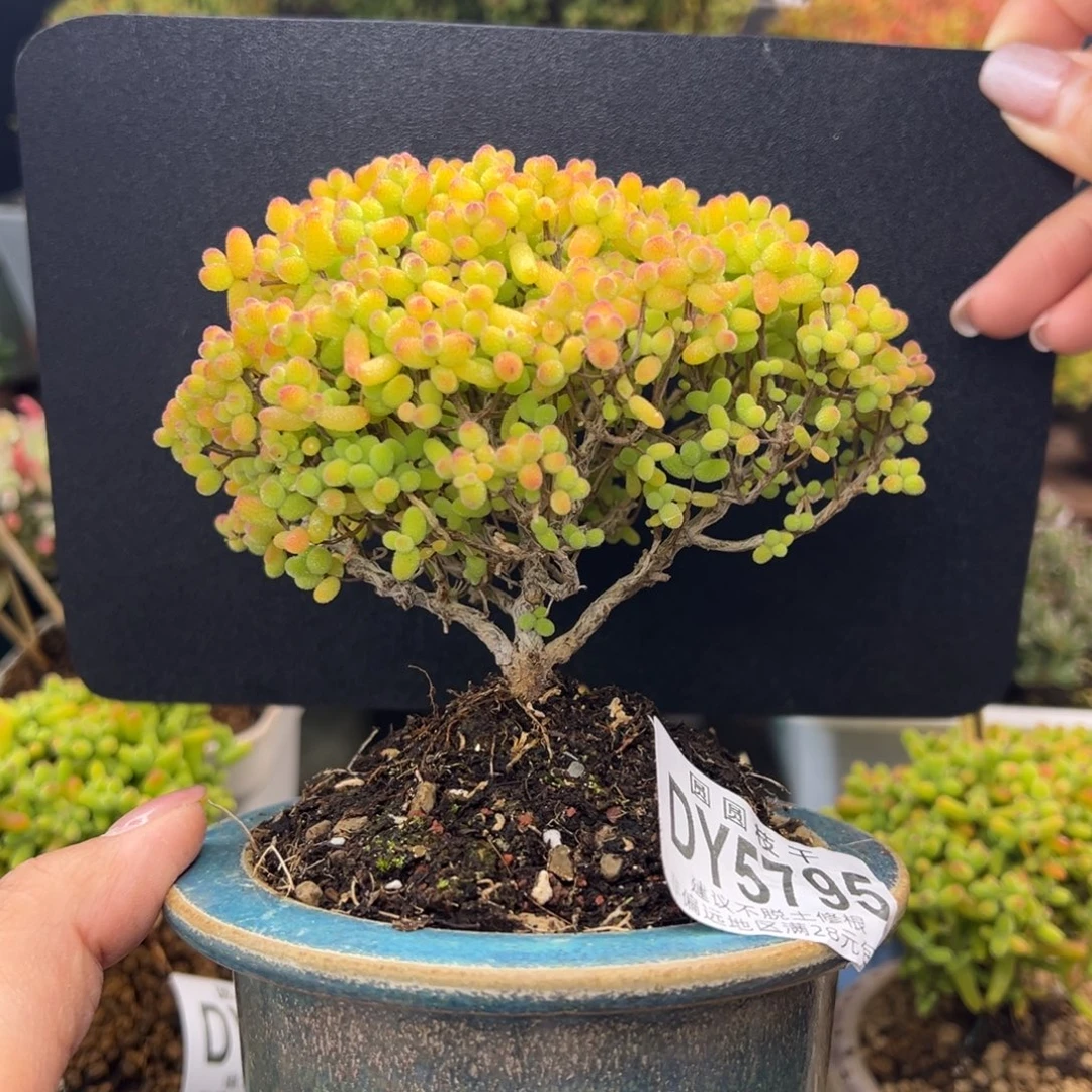 减***功dy5795精控老桩金桔糖球冠幅10.5cm