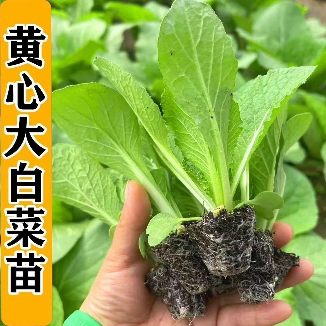 黄心大白菜秧苗黄心耐寒盆栽田园蔬菜秧苗冬天小白菜苗秧苗带土发