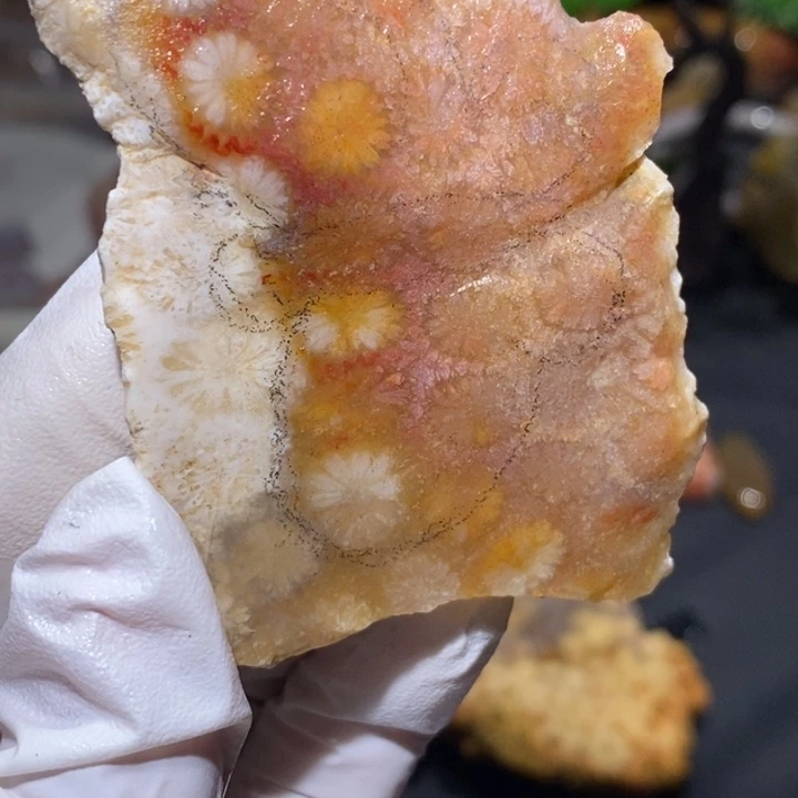 【闪购商品】未镶嵌珊瑚玉硅化玉